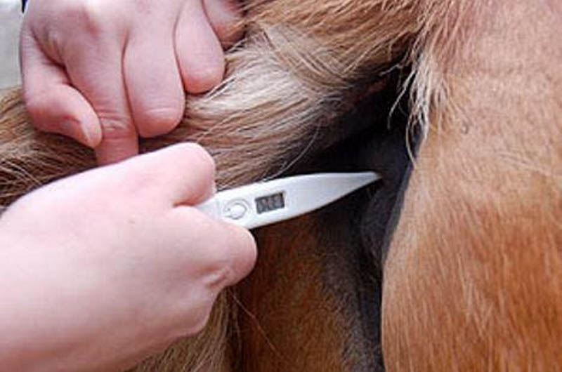 Horse veterinarian log